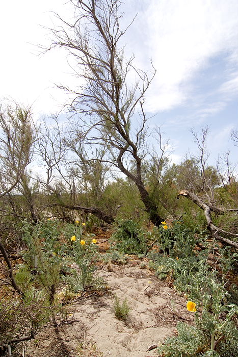 Lokation: Sizilien, Oasi del Simeto Kategorien: Strand, Datum: 19.04.2006