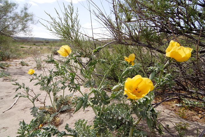 Lokation: Sizilien, Oasi del Simeto Kategorien: Strand, Datum: 19.04.2006