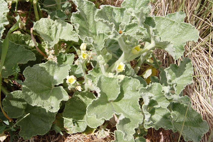 Lokation: Sizilien, Oasi del Simeto Kategorien: Habitus, Datum: 19.04.2006