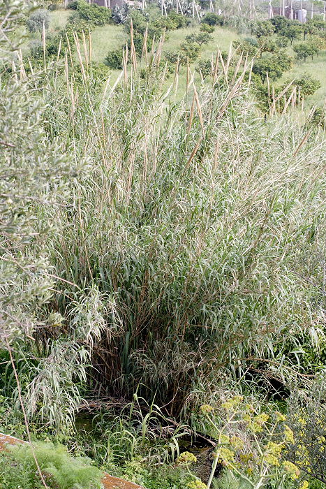 Lokation: Sizilien, Santamargherita Kategorien: Vegetation, Datum: 21.04.2006