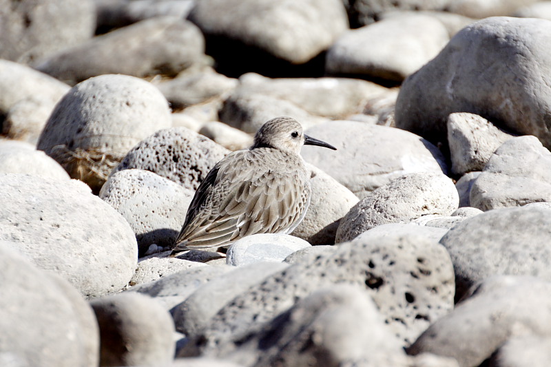 Lokation: Spanien | Canarias | Las Galletas | La Estrella Kategorien: Datum: 25.11.2007