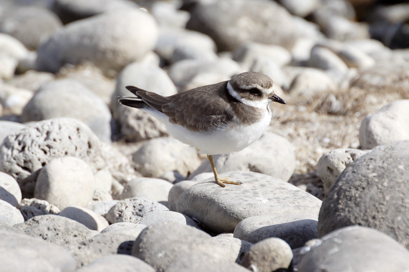 Lokation: Spanien | Canarias | Las Galletas | La Estrella Kategorien: Datum: 25.11.2007