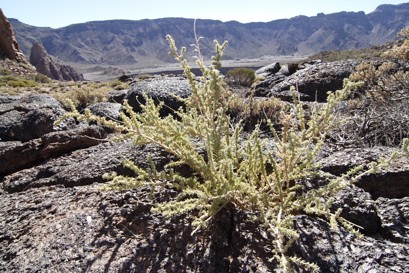 Canadas, Lokation: Spanien | Canarias | Villaflor | Canadas Kategorien: Datum: 27.11.2007