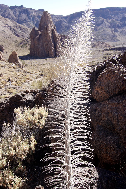 Canadas, Lokation: Spanien | Canarias | Villaflor | Canadas Kategorien: Datum: 27.11.2007