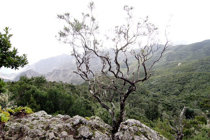 Lokation: Spanien | Canarias | El Draguillo | El Draguillo Kategorien: Datum: 01.12.2007