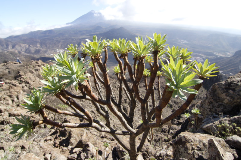 Lokation: Spanien | Canarias | Masca | Masca Kategorien: Datum: 02.12.2007
