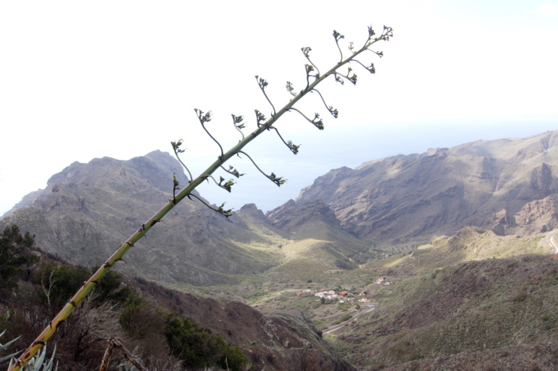 Lokation: Spanien | Canarias | Los Carrizales | Los Carrizales Kategorien: Datum: 02.12.2007