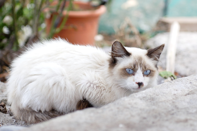 Lokation: Spanien | Canarias | Caleta De Silos | Las Cruces Kategorien: Datum: 03.12.2007
