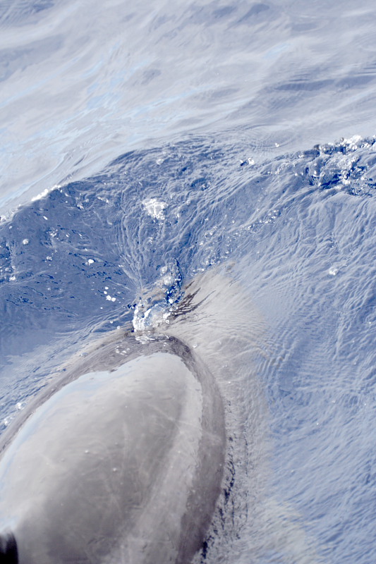 Lokation: Spanien | Canarias | Alcala | San Juan Kategorien: Datum: 05.12.2007