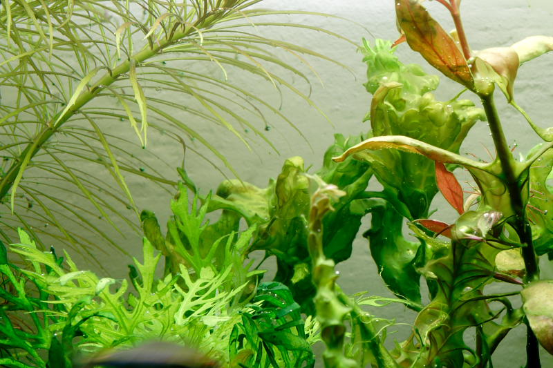 Kategorien: Datum: 14.05.2008