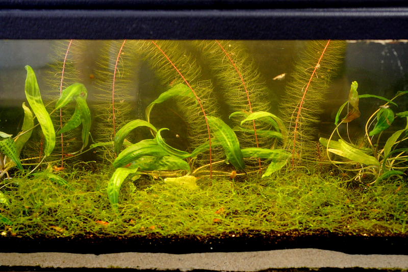 Kategorien: Datum: 28.05.2008