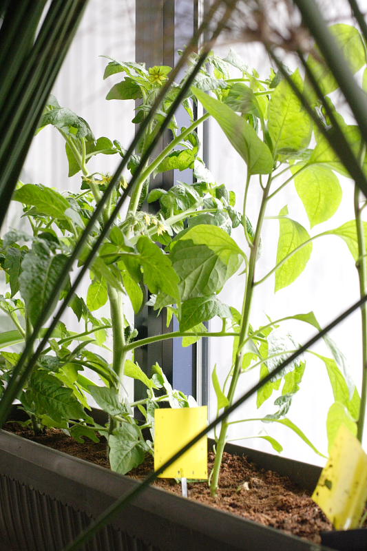 Kategorien: Datum: 28.05.2008