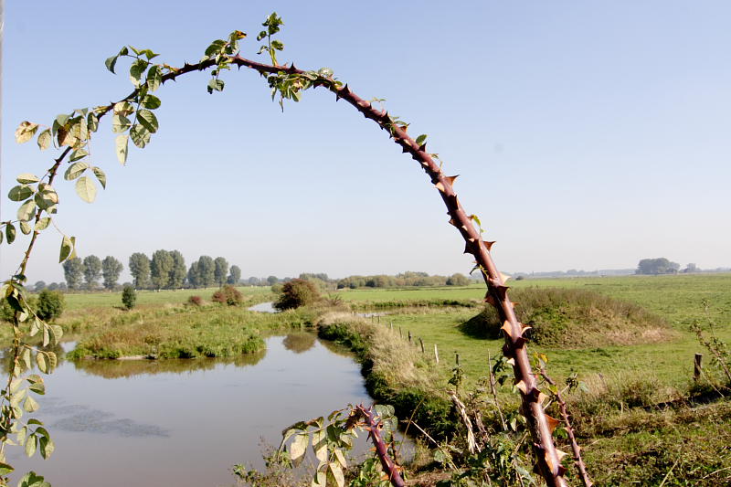 Lokation: Deutschland | Nordrhein-Westfalen | Emmerich | Grietherort Kategorien: Datum: 27.09.2008