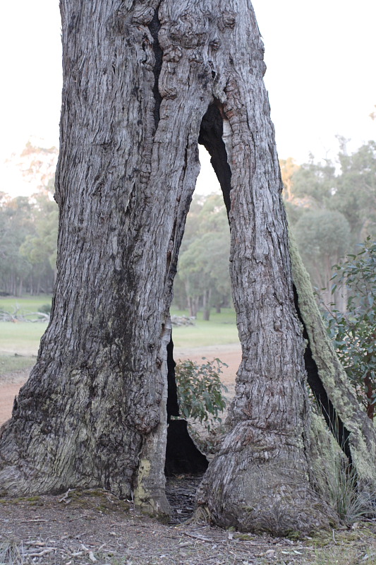 Lokation: Australien | Western Australia | Beechina | Chidlow Kategorien: Datum: 21.10.2008