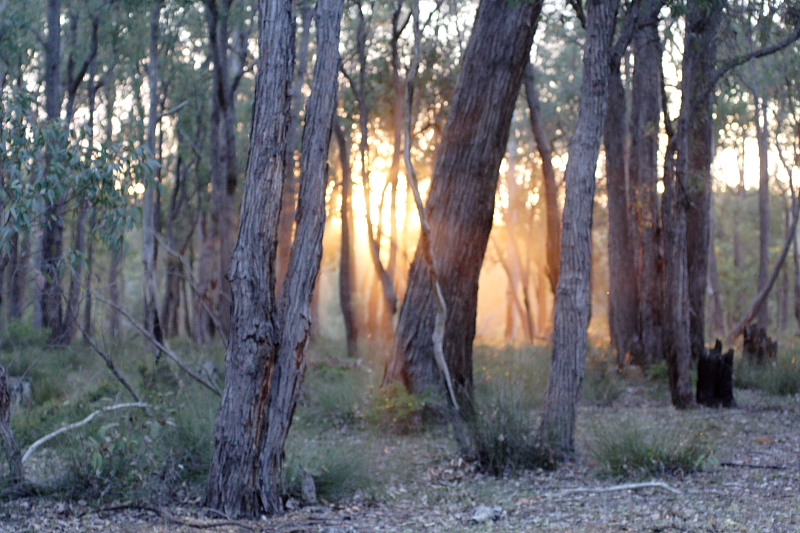 Lokation: Australien | Western Australia | Beechina | Chidlow Kategorien: Datum: 21.10.2008