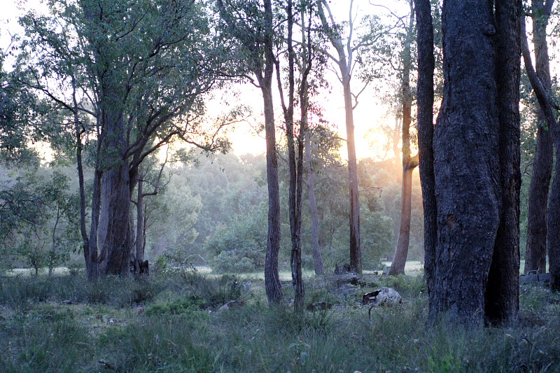 Lokation: Australien | Western Australia | Beechina | Chidlow Kategorien: Datum: 21.10.2008