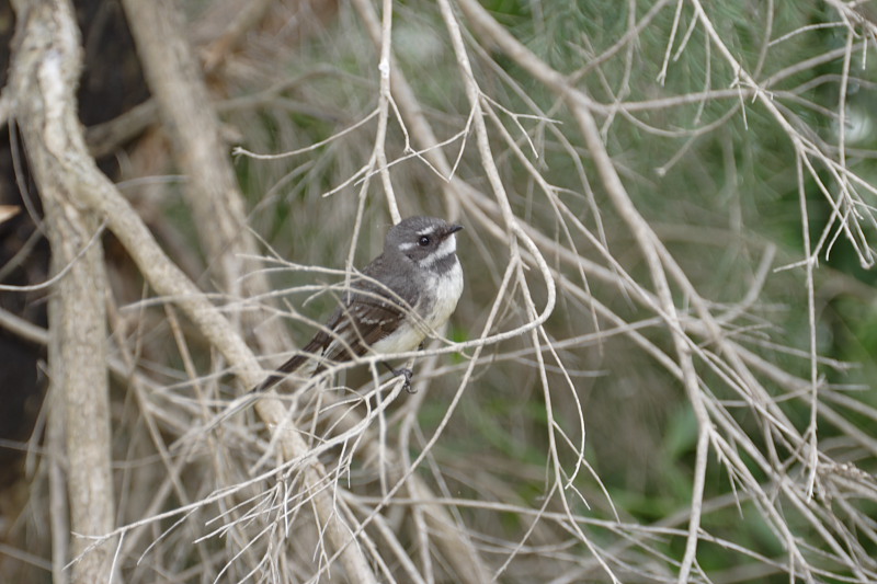 Lokation: Australien | Western Australia | Yanchep | Yanchep Kategorien: Datum: 22.10.2008
