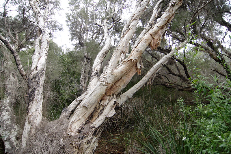 Lokation: Australien | Western Australia | Yanchep | Yanchep Kategorien: Datum: 22.10.2008