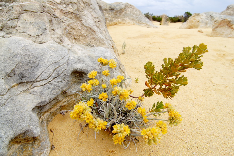 Pinnacles, Lokation: Australien | Western Australia | Cervantes | Cervantes Kategorien: Datum: 22.10.2008