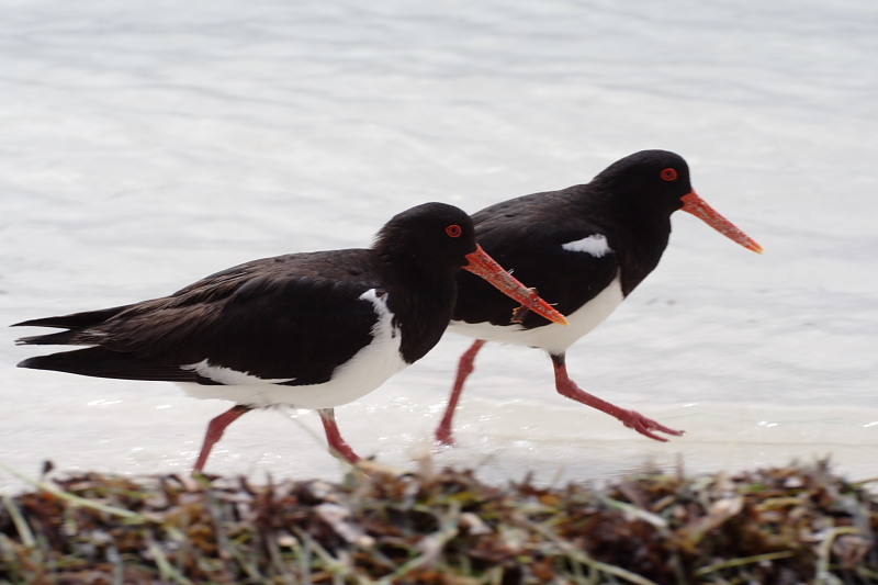 Lokation: Australien | Rottnest Island Kategorien: Datum: 25.10.2008