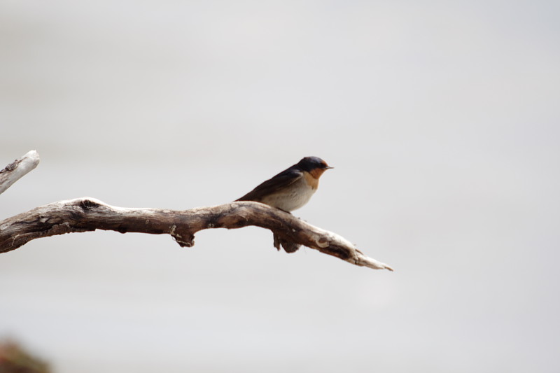 Lokation: Australien | Rottnest Island Kategorien: Datum: 25.10.2008