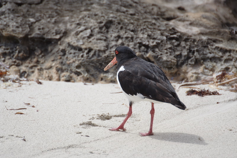 Lokation: Australien | Rottnest Island Kategorien: Datum: 25.10.2008