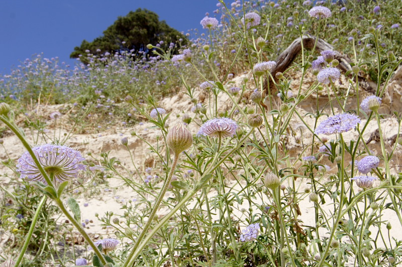 Lokation: Australien | Rottnest Island Kategorien: Datum: 25.10.2008