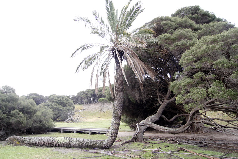 Lokation: Australien | Rottnest Island Kategorien: Datum: 25.10.2008