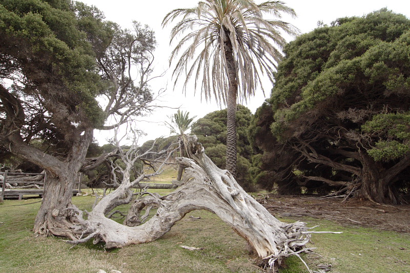 Lokation: Australien | Rottnest Island Kategorien: Datum: 25.10.2008