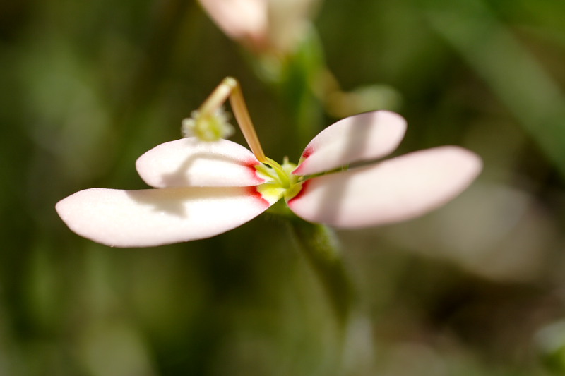 Stylidium spec., Lokation: Australien | Western Australia | Brookton | Brookton Kategorien: Familie: Stylidiaceae (Säulenblumengewächse), Datum: 26.10.2008