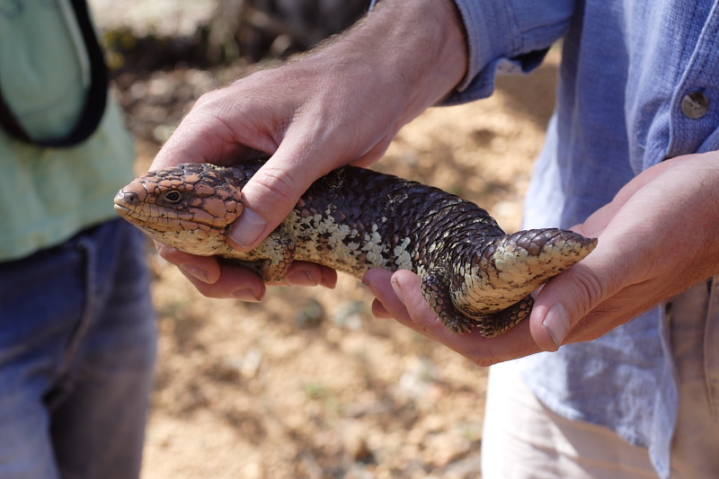 Tilqua rugosa, Kategorien: Datum: 26.10.2008