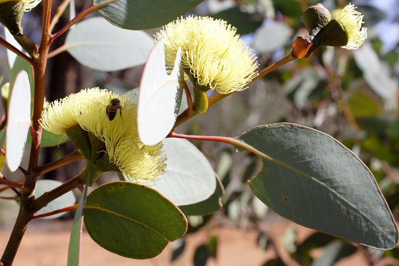 Eucalyptus preissiana, Kategorien: Datum: 26.10.2008