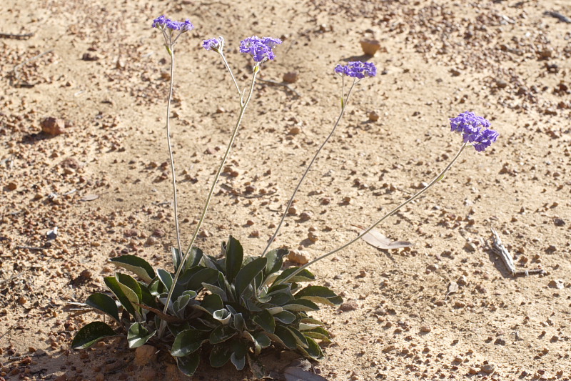 Dampiera eriocephala, Lokation: Australien | Western Australia | Dryandra | Dryandra Kategorien: Familie: Goodeniaceae (Goodeniengewächse), Datum: 26.10.2008