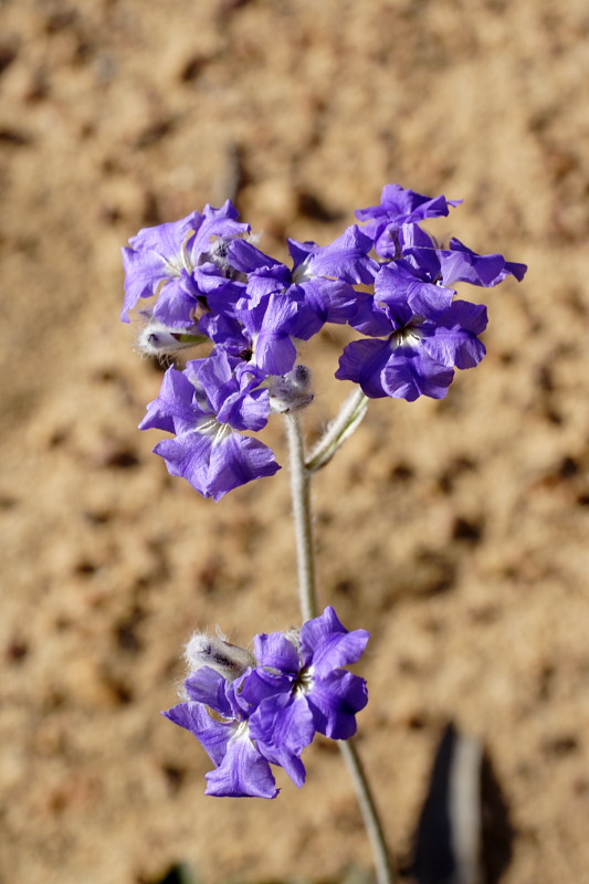 Dampiera eriocephala, Lokation: Australien | Western Australia | Dryandra | Dryandra Kategorien: Familie: Goodeniaceae (Goodeniengewächse), Datum: 26.10.2008