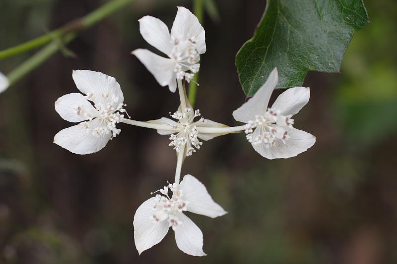 Xanthosia rotundifolia, Lokation: Australien | Western Australia | Emu Point | Emu Point Kategorien: Familie: Apiaceae (Doldenblütler ), Datum: 27.10.2008
