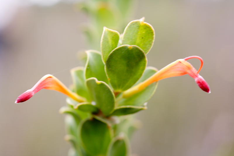 Adenanthos obovatus, Lokation: Australien | Western Australia | Emu Point | Emu Point Kategorien: Familie: Proteaceae (Proteusgewächse ), Datum: 27.10.2008