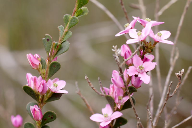 Boronia crenulata, Lokation: Australien | Western Australia | Emu Point | Emu Point Kategorien: Familie: Rutaceae (Rautengewächse ), Datum: 27.10.2008