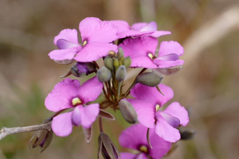 Lokation: Australien | Western Australia | Emu Point | Emu Point Kategorien: Datum: 27.10.2008