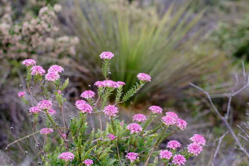 Pimelea rosea, Lokation: Australien | Western Australia | Emu Point | Emu Point Kategorien: Familie: Thymelaeaceae (Seidelbastgewächse ), Datum: 27.10.2008