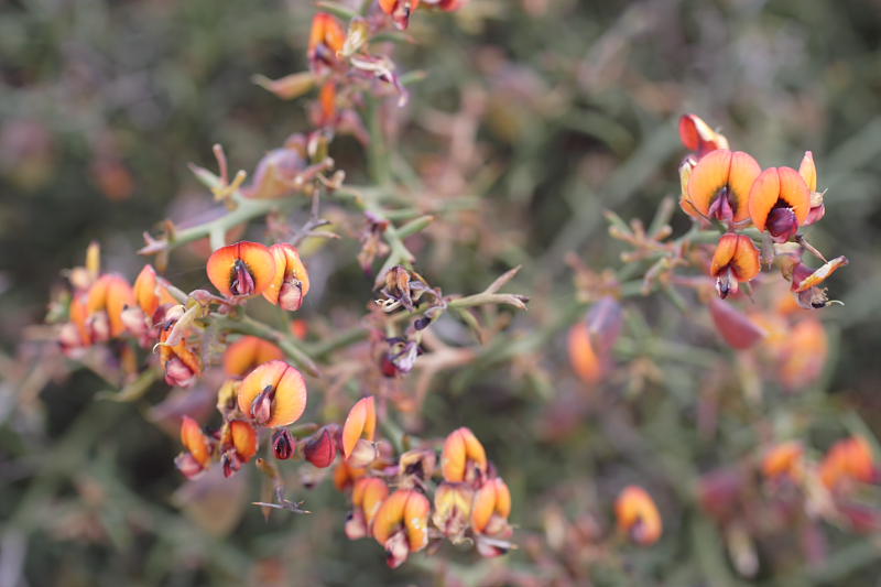 Daviesia spec., Lokation: Australien | Western Australia | Emu Point | Emu Point Kategorien: Familie: Fabaceae (Schmetterlingsblütler ), Datum: 27.10.2008