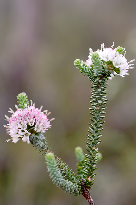Darwinia vestita, Lokation: Australien | Western Australia | Woogenellup | Woogenellup Kategorien: Familie: Myrtaceae (Myrtengewächse ), Datum: 28.10.2008