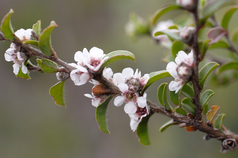 Myrtaceae, Lokation: Australien | Western Australia | Woogenellup | Woogenellup Kategorien: Familie: Myrtaceae (Myrtengewächse ), Datum: 28.10.2008