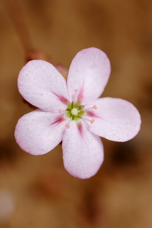 Drosera scorpioides, Lokation: Australien | Western Australia | Amelup | Borden Kategorien: Familie: Droseraceae (Sonnentaugewächse ), Datum: 28.10.2008