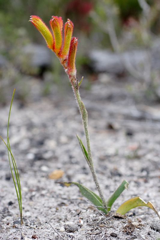 Anigozanthos humilis, Lokation: Australien | Western Australia | Borden | Borden Kategorien: Familie: Haemodoraceae (Blutwurzgewächse), Datum: 28.10.2008