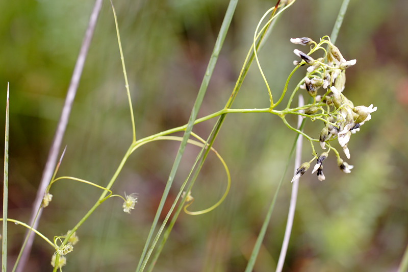 Drosera spec., Lokation: Australien | Western Australia | Denmark | Denmark Km Kategorien: Familie: Droseraceae (Sonnentaugewächse ), Datum: 29.10.2008