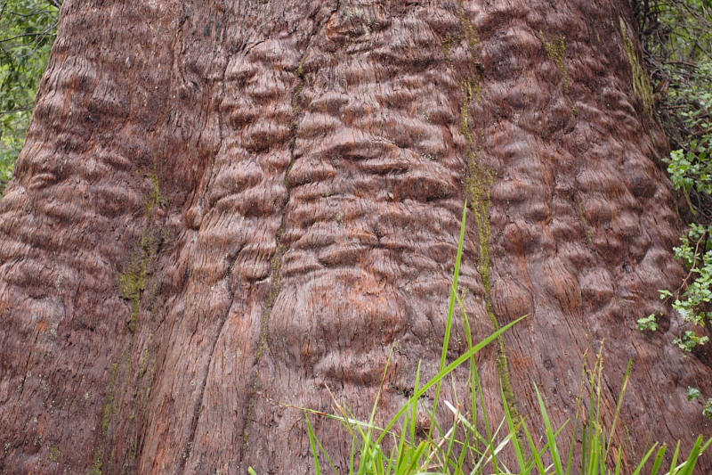 Lokation: Australien | Western Australia | Nornalup | Marks Km Kategorien: Datum: 29.10.2008