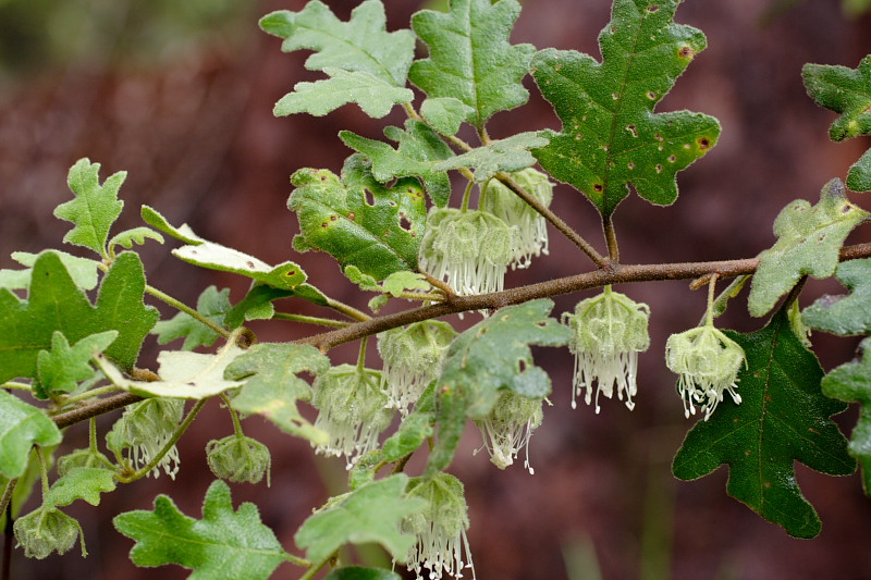 Chorilaena quercifolia, Lokation: Australien | Western Australia | Nornalup | Marks Km Kategorien: Familie: Rutaceae (Rautengewächse ), Datum: 29.10.2008