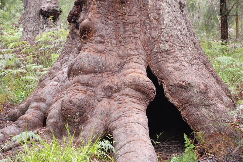 Lokation: Australien | Western Australia | Nornalup | Marks Kategorien: Datum: 29.10.2008