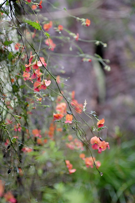 Lokation: Australien | Western Australia | Nornalup | Marks 0.96 Km North-West Marks Kategorien: Datum: 29.10.2008