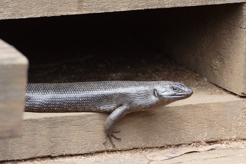 Lokation: Australien | Western Australia | Barrabup | Nannup Mill 6.94 Km North-West Nannup Mill Kategorien: Datum: 30.10.2008